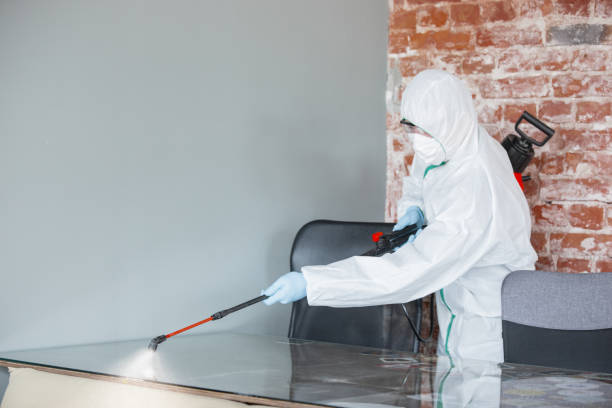 Best Black Mold Removal  in University Gardens, NY